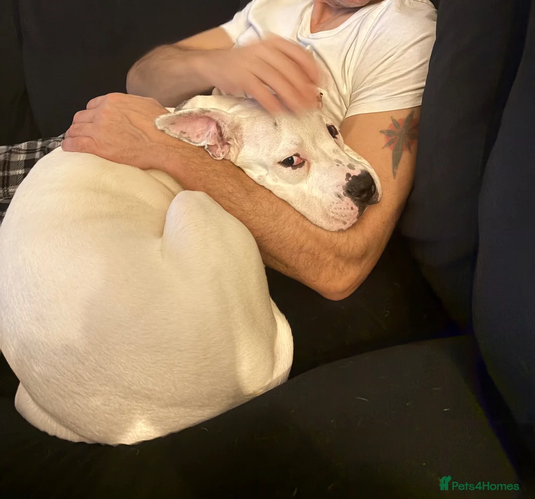 Mixed Breed dogs for sale: Staff x American bulldog  - Advert 1