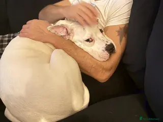 Mixed Breed dogs Staff x American bulldog - Advert 1