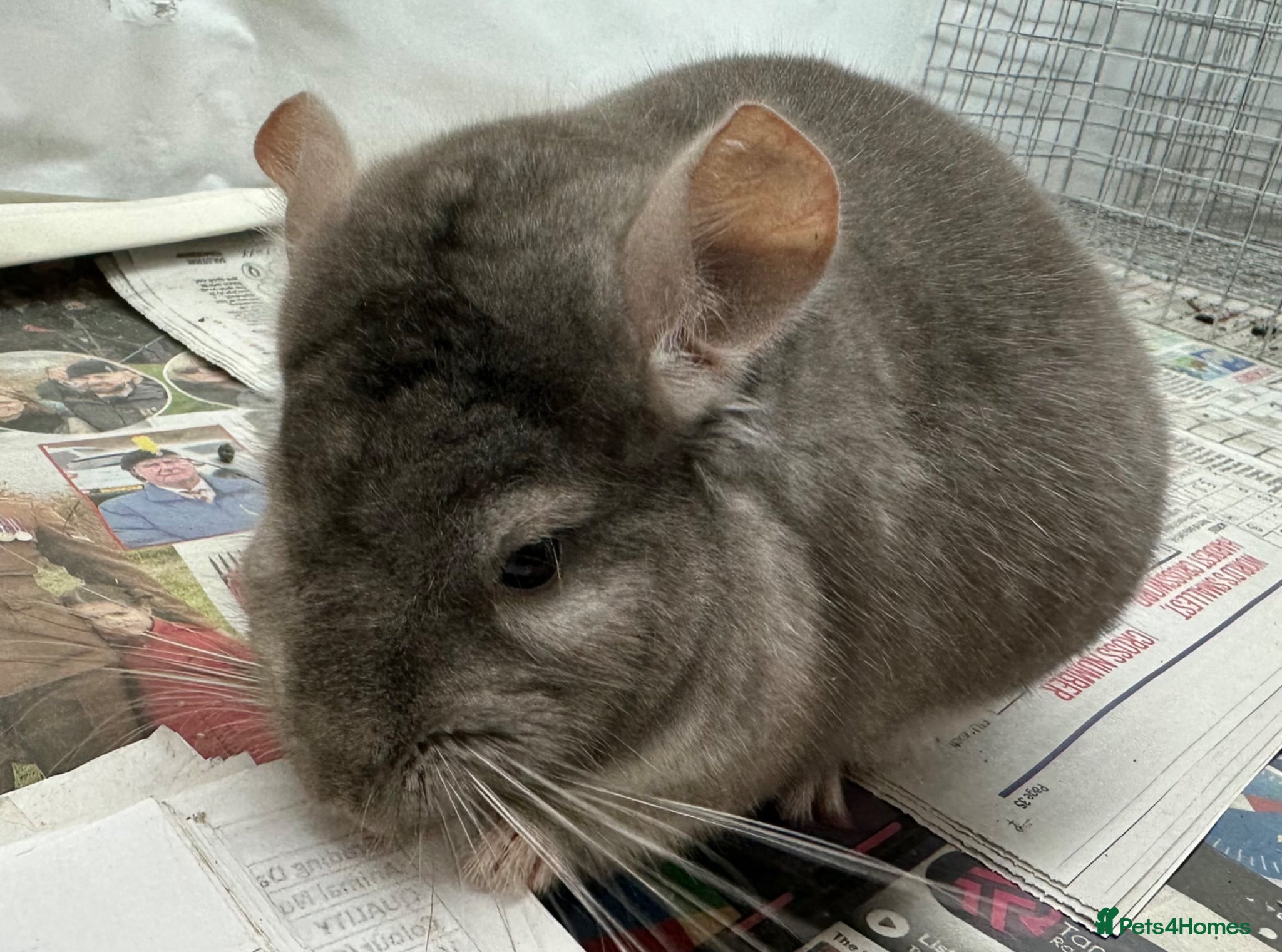 Chinchilla rodents Teddy, beautiful Beige boy - Advert 17