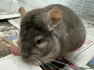 Chinchilla rodents Teddy, beautiful Beige boy - Advert 17