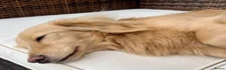 Miniature Dachshund dogs for stud: KC Reg Longhair Dachshunds For Stud - Advert 6