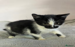 British Shorthair cats for sale: Four kittens ready to go (prices vary) - Image 29