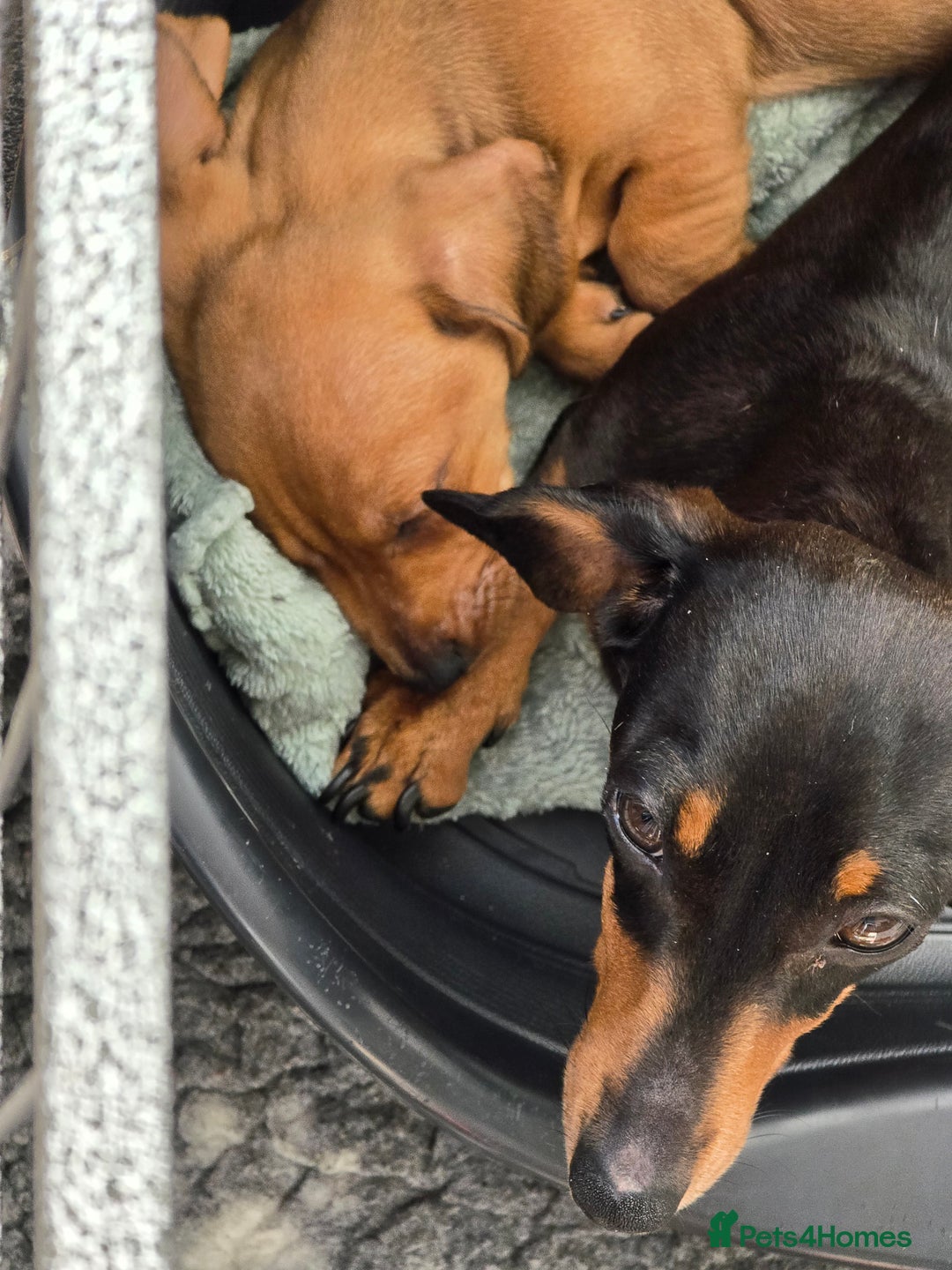 Miniature Dachshund dogs for sale: Last stunning smooth haired baby - Image 13