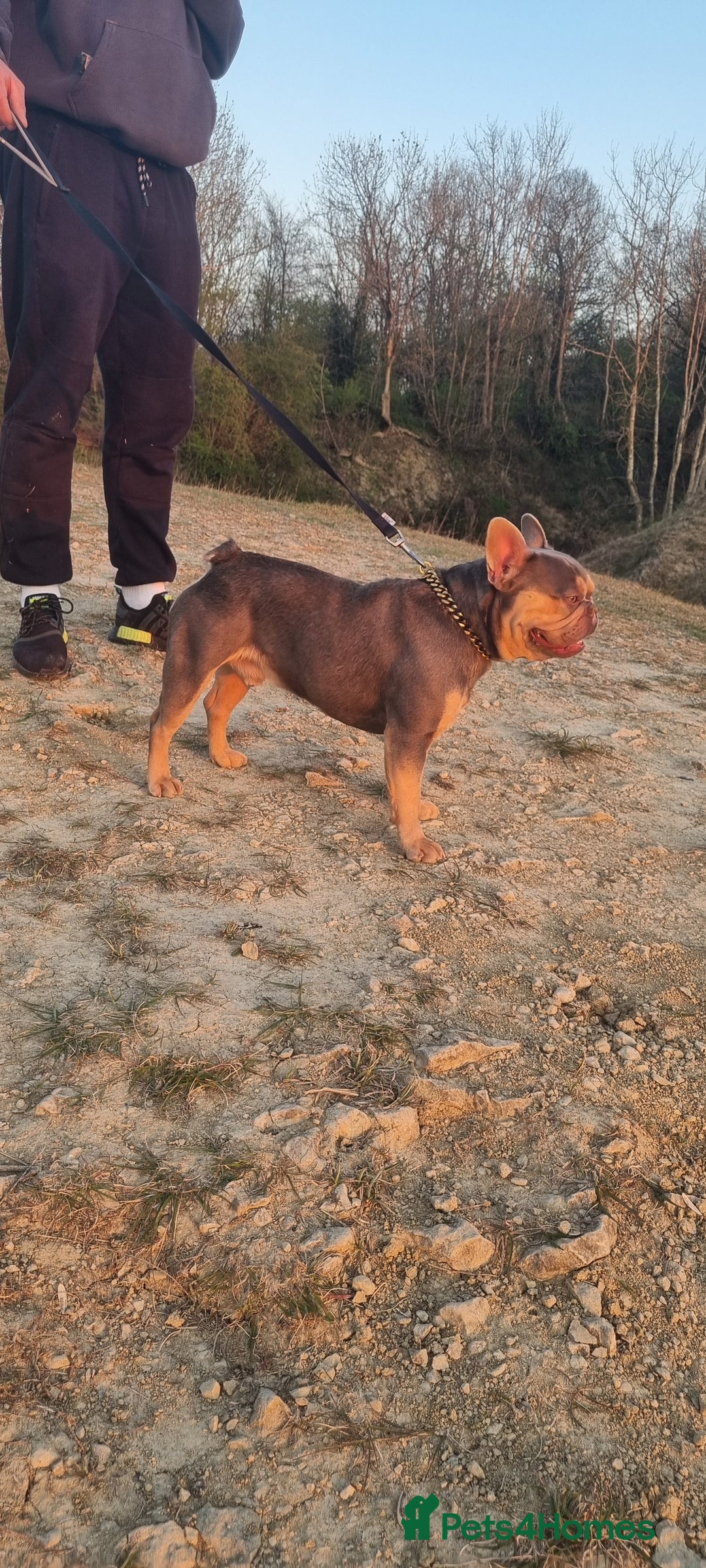 French Bulldog dogs for sale: LAST GIRL Chocolate French Bulldog puppies - Image 13