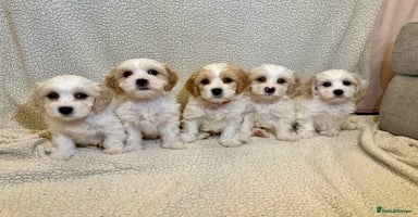 Cavachon dogs - Advert 1