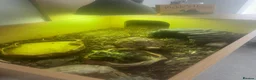 Tortoise reptiles for sale: Leopard Tortoise in Bristol - Advert 5