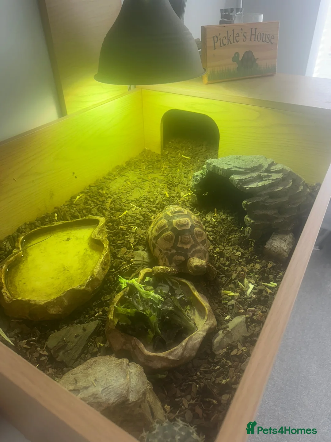 Tortoise reptiles for sale: Leopard Tortoise in Bristol - Advert 5