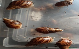 Snails invertebrates for sale: Giant African land snails (Achatina  fulica) - Image 14