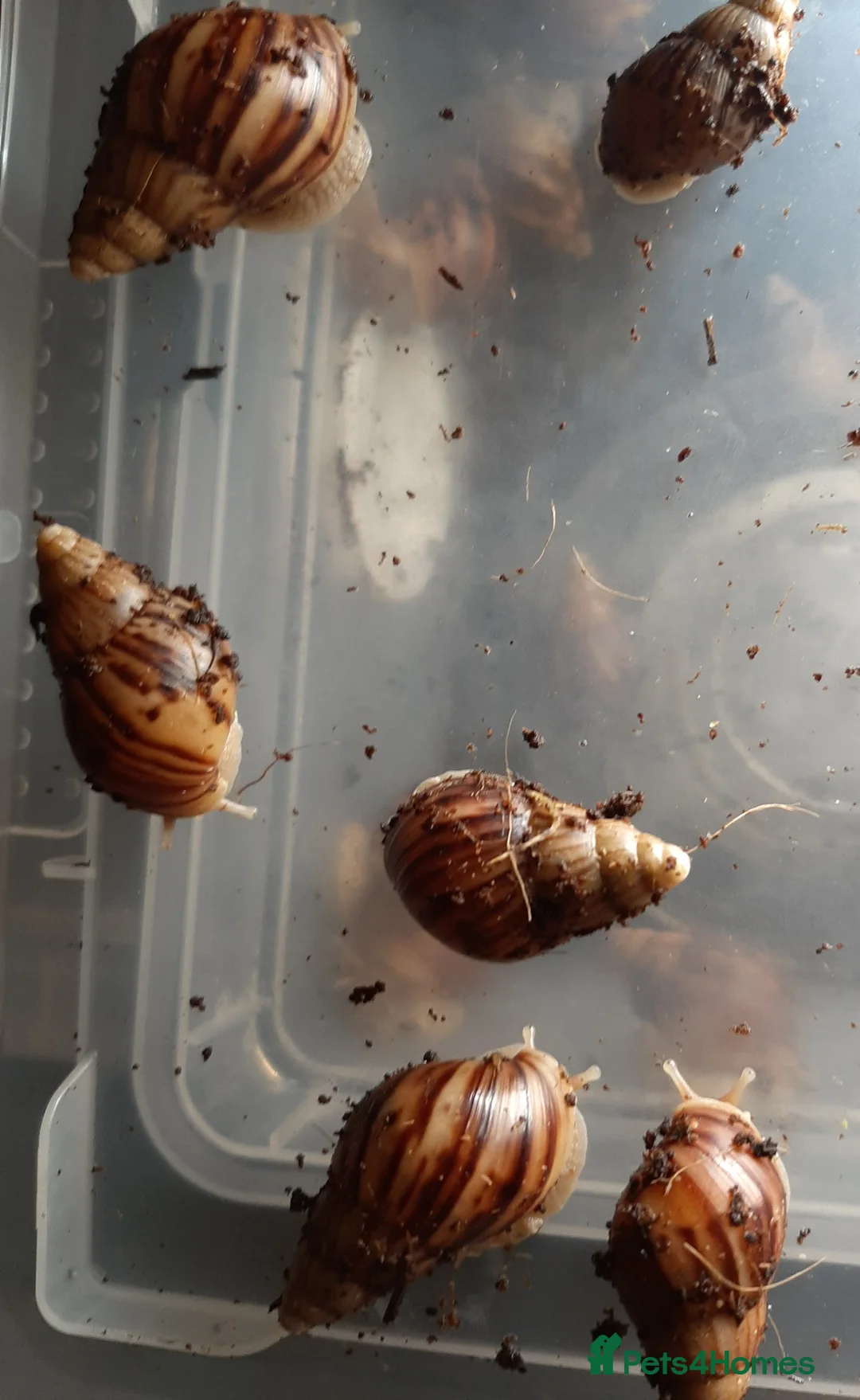 Snails invertebrates for sale: Giant African land snails (Achatina  fulica) - Advert 15