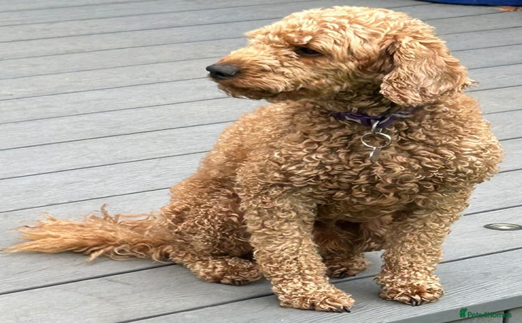 Miniature Poodle dogs - Advert 1
