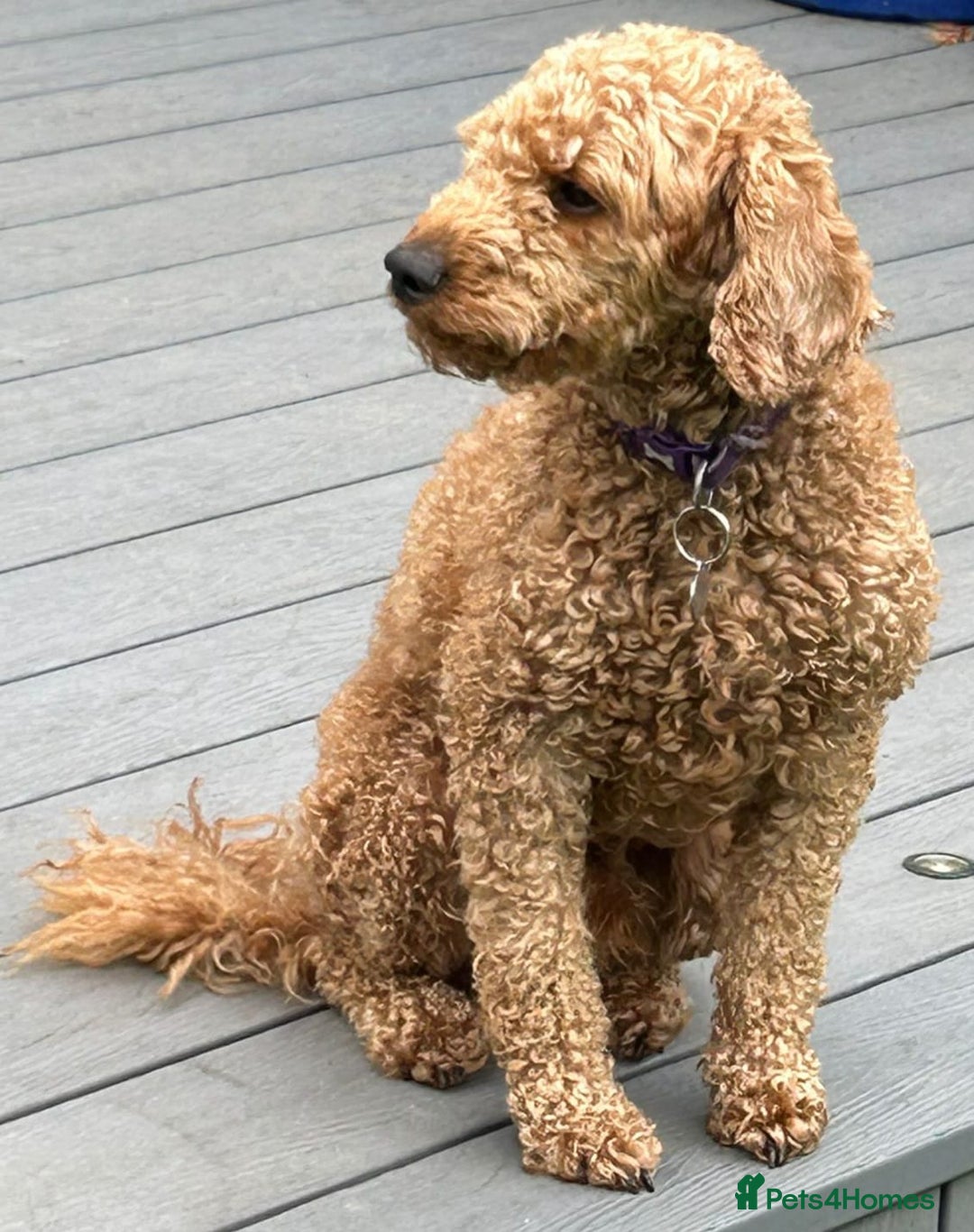 Miniature Poodle dogs for sale: Frederick Seeks a Home - Image 1