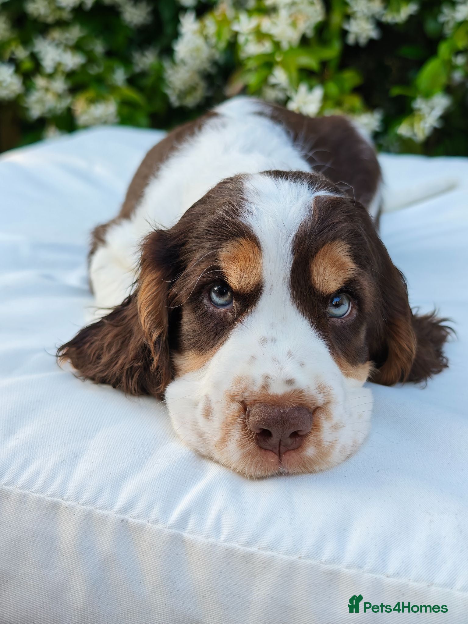 Cocker Spaniel dogs 💙 READY TO GO- one boy show cockers left💙 - Advert 14