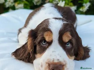 Cocker Spaniel dogs 💙 READY TO GO- one boy show cockers left💙 - Advert 14