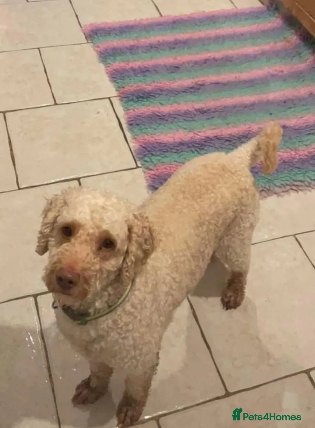 Miniature Poodle dogs for stud: Apricot miniature poodle stud Health tested in Durham - Advert 4