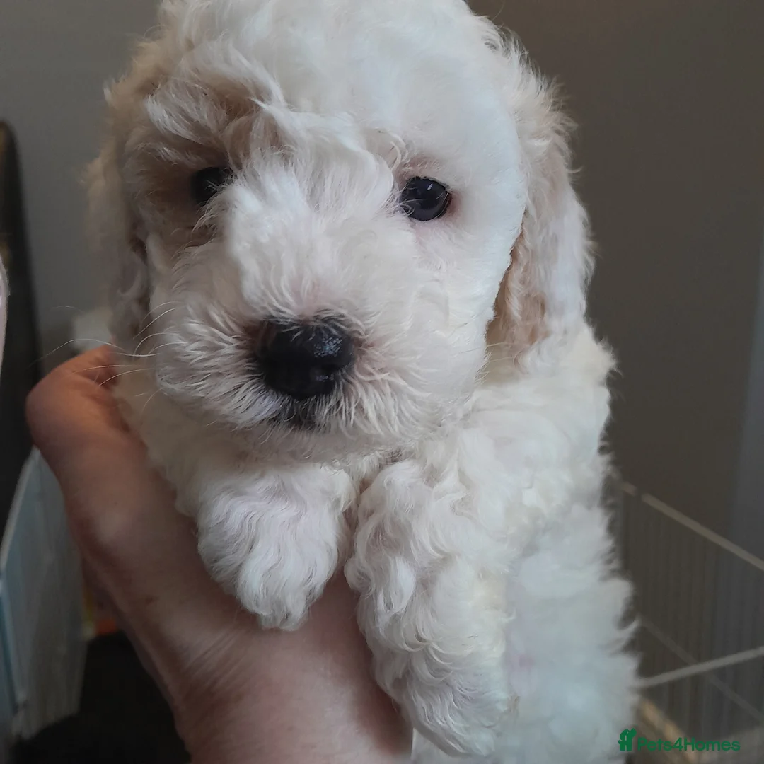 Cavapoo dogs for sale: Cavapoo - Advert 2