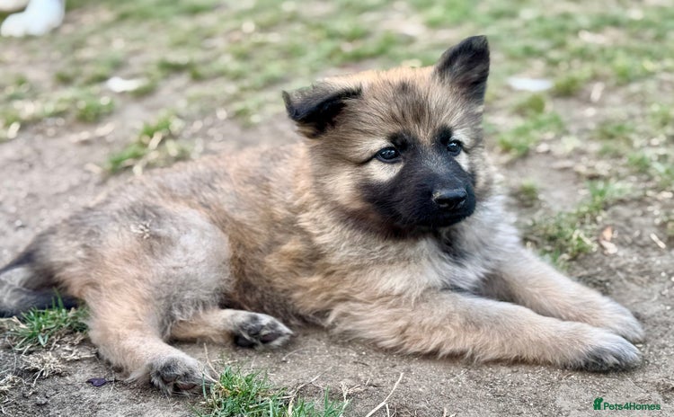 German Shepherd dogs - Advert 11