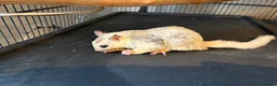 Sugar Glider rodents for sale: Sugar gliders x2 and cage - Advert 7