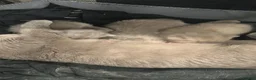 British Shorthair cats for sale: British Shorthair Kittens – 1 Boy & 2 Girls - Advert 24