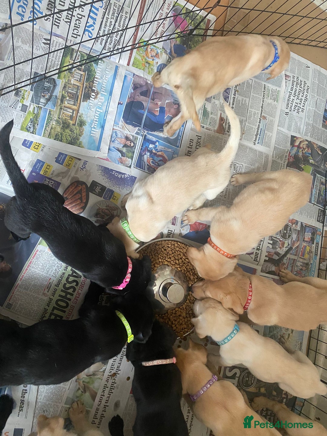 Labrador Retriever dogs for sale: Lovely Labrador puppies  - Image 15
