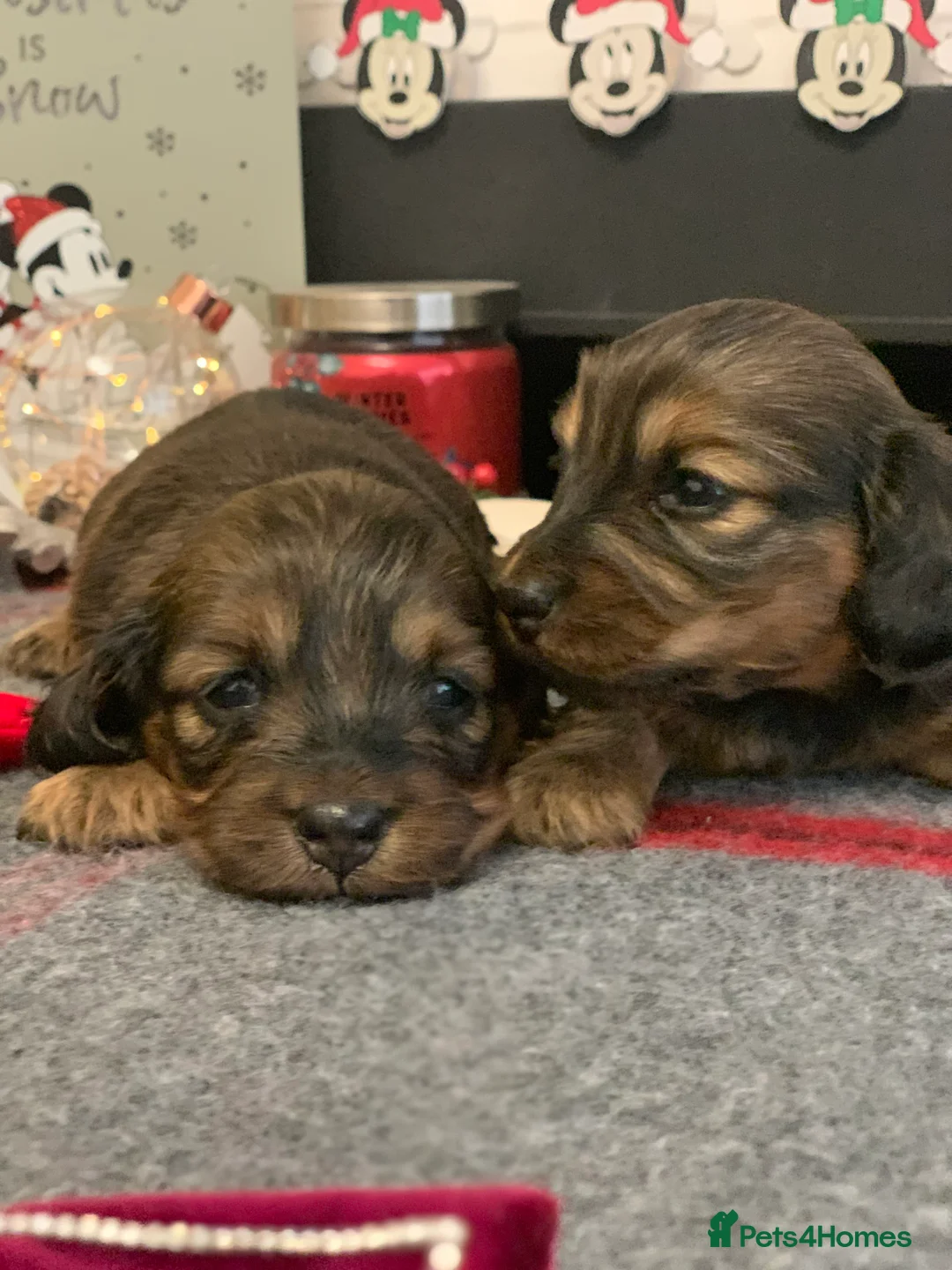 Miniature Dachshund dogs for sale: KC Registered true to type Longhaired mini’s - Advert 21