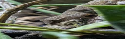 Gecko reptiles for sale: Mourning Geckos (Lepidodactylus lugubris) CB26 - Advert 3