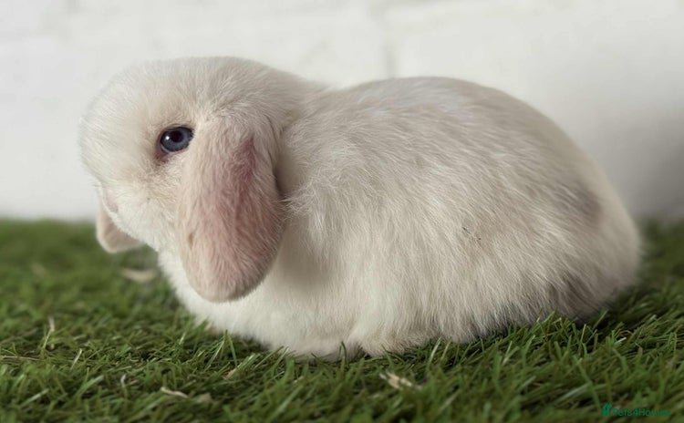 Mini Lop rabbits - Advert 2