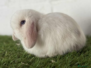Mini Lop rabbits - Advert 18