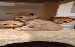 British Shorthair cats for sale: Beautiful Cream & Ginger Kittens  - Image 22