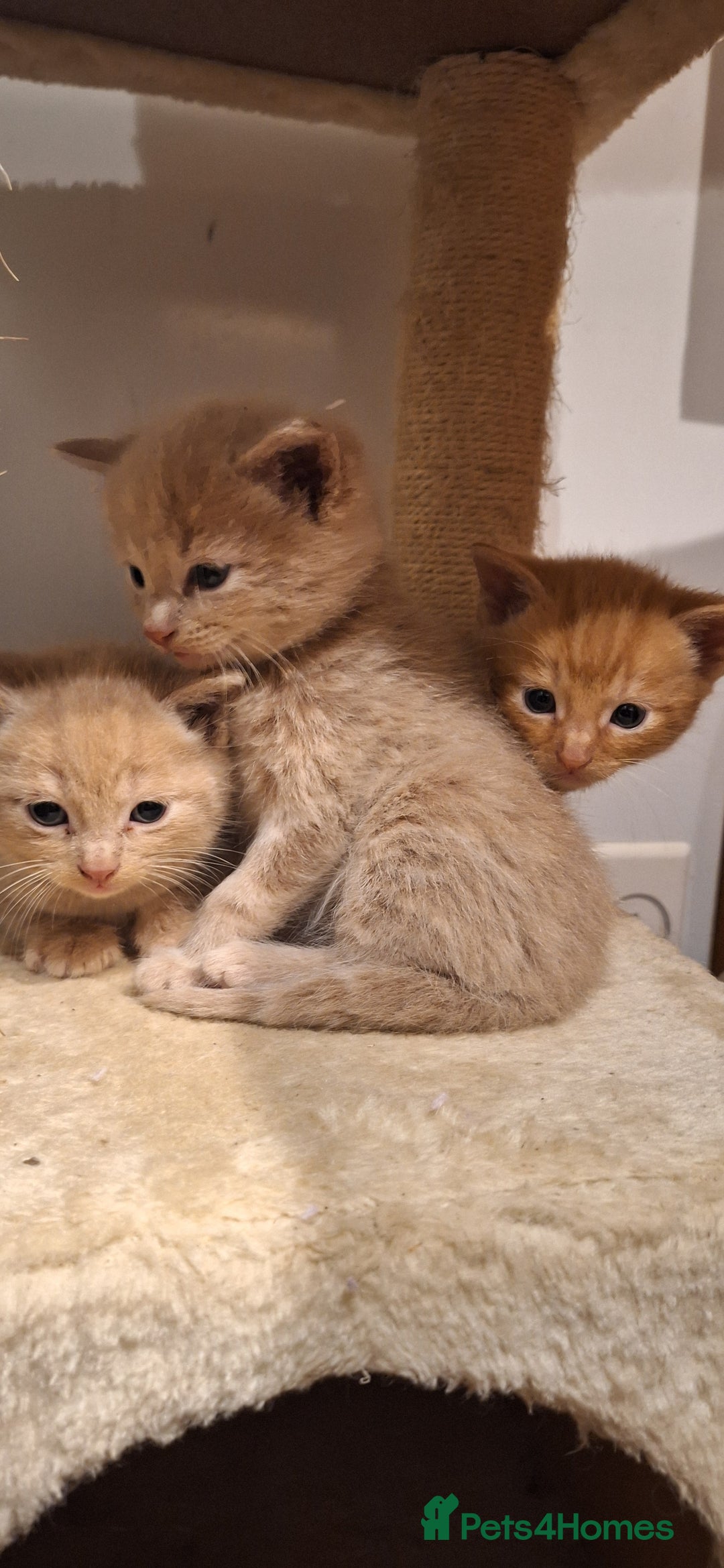British Shorthair cats for sale: Beautiful Cream & Ginger Kittens  - Image 22