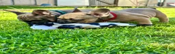 French Bulldog dogs for sale: 🔥Last 2boys French Bulldog ready to leave now🔥 - Advert 3