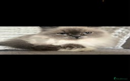 Persian cats for sale: Ivy and kiki - Image 3