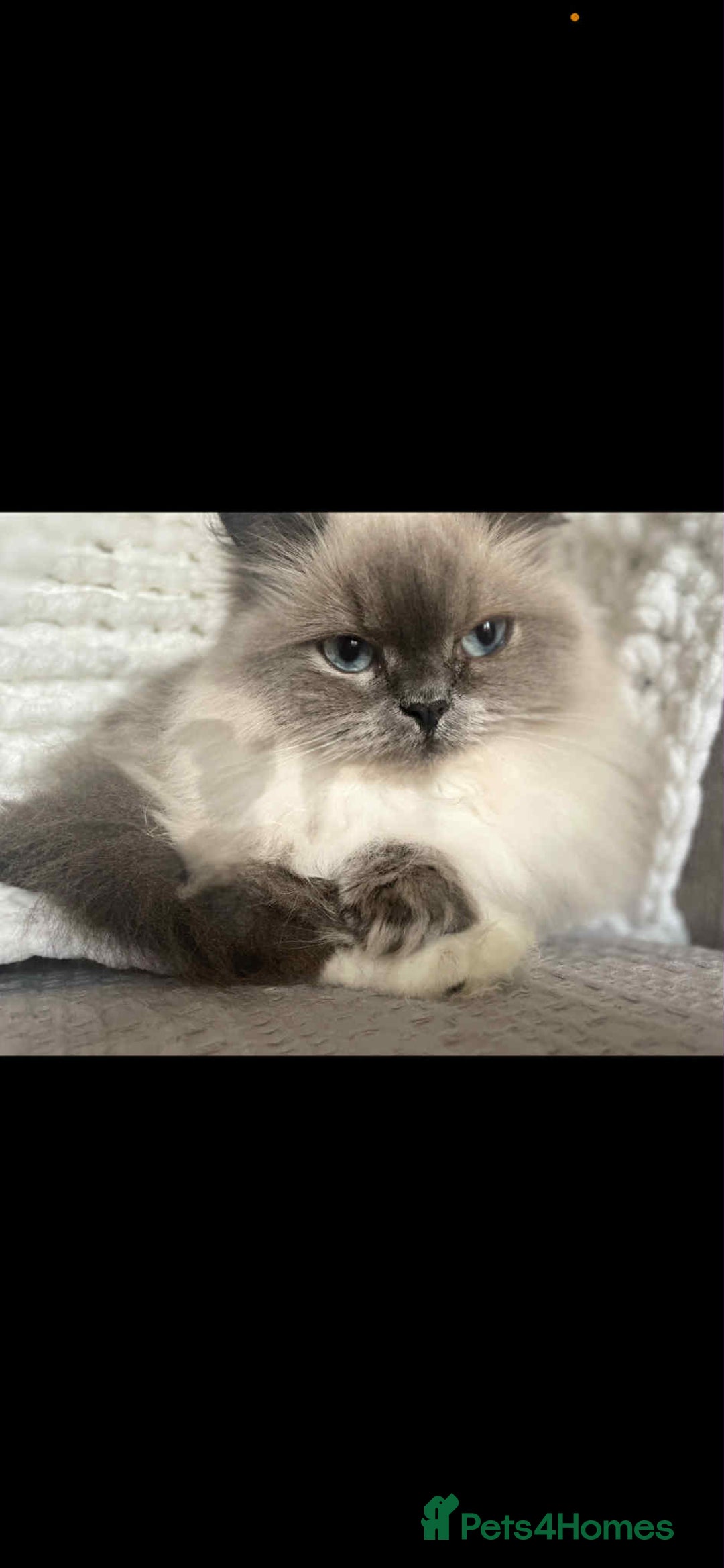 Persian cats for sale: Ivy and kiki - Image 3