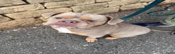 English Bulldog dogs for adoption: Brian - Advert 2