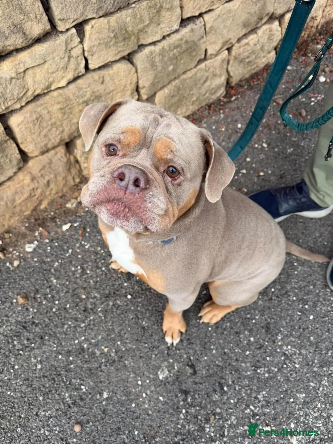 English Bulldog dogs for adoption: Brian - Advert 2