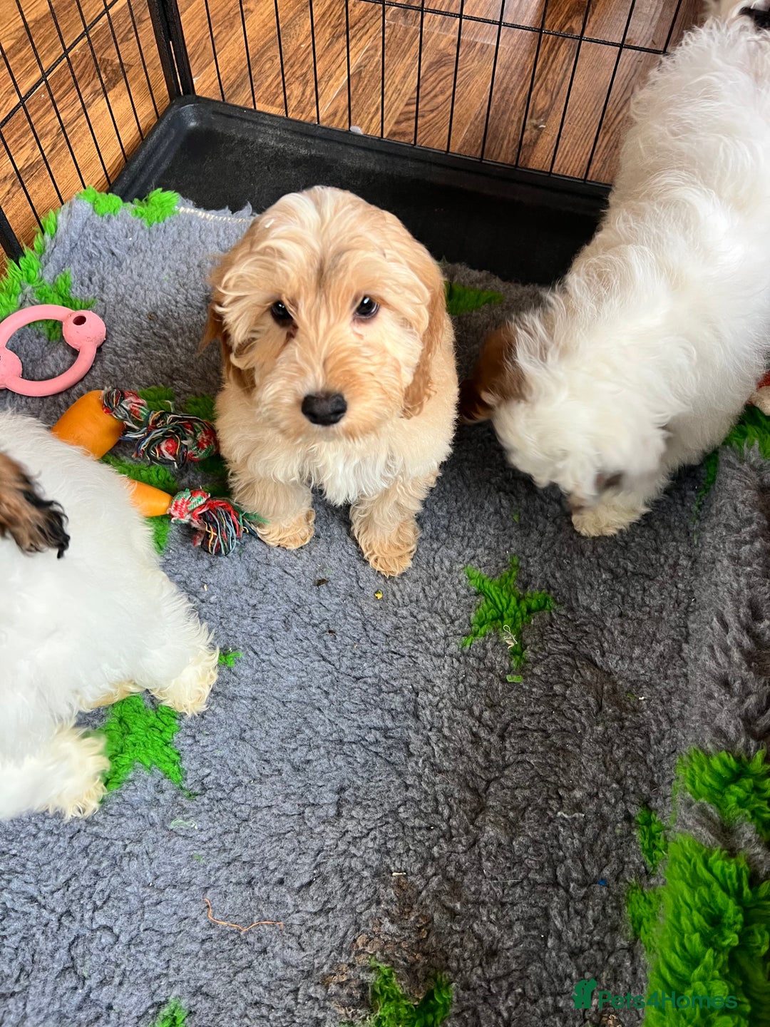 Cockapoo dogs for sale: F1 cockapoo puppies  - Image 10