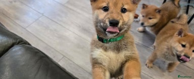 Japanese Shiba Inu dogs - Advert 2