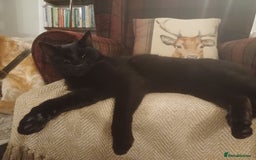 Mixed Breed cats for sale: 6 Lovely and Friendly Cats - Different colours - Advert 21