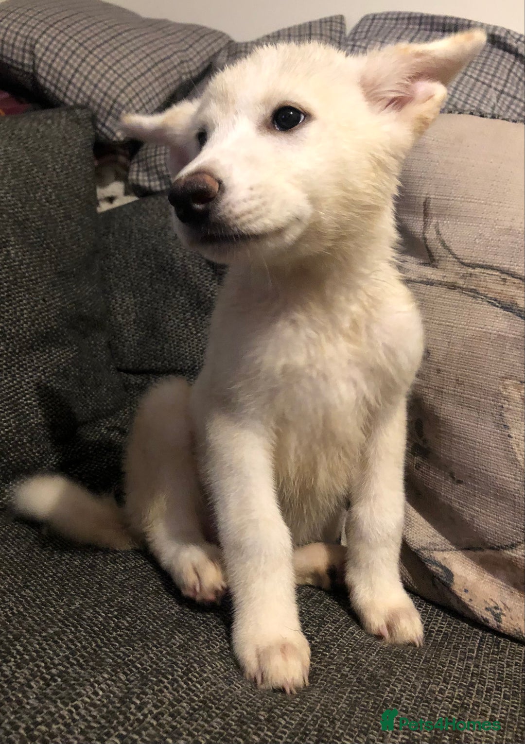 Mixed Breed dogs for sale: READY NOW! Beautiful Japanese Akita Puppies - Image 18