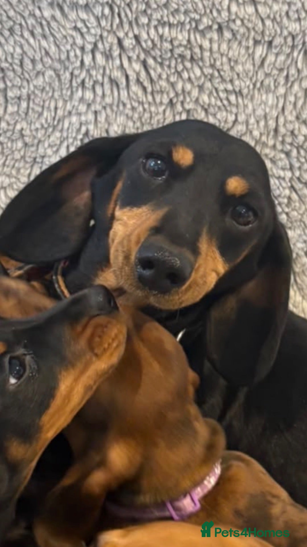Miniature Dachshund dogs Beautiful minature dachshunds  - Advert 5