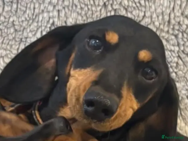 Miniature Dachshund dogs for sale: Beautiful minature dachshunds - Advert 5