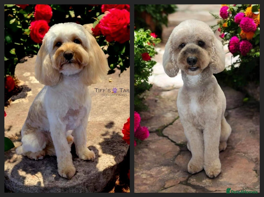 Mixed Breed dogs for sale: Glyn  - Image 9