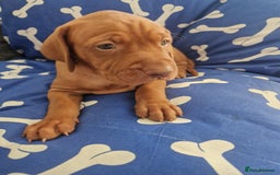 Hungarian Vizsla dogs for sale: Hungarian Vizsla KC Registered - Image 14