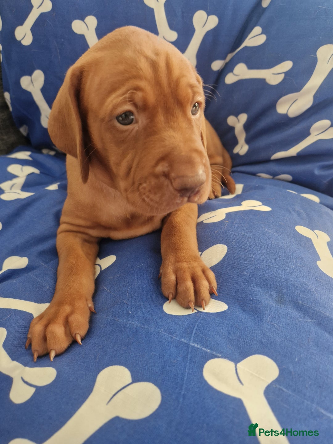 Hungarian Vizsla dogs for sale: Hungarian Vizsla KC Registered - Image 14