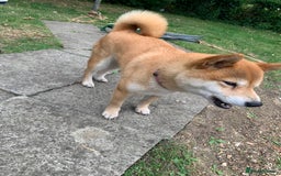 Japanese Shiba Inu dogs for sale: Japanese Shiba inu - Image 2