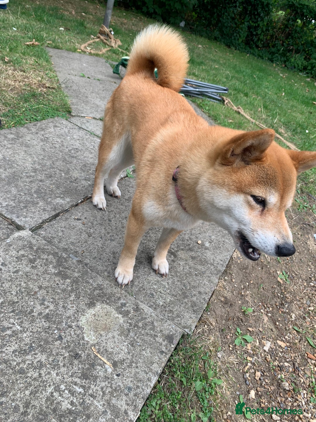 Japanese Shiba Inu dogs for sale: Japanese Shiba inu - Image 2