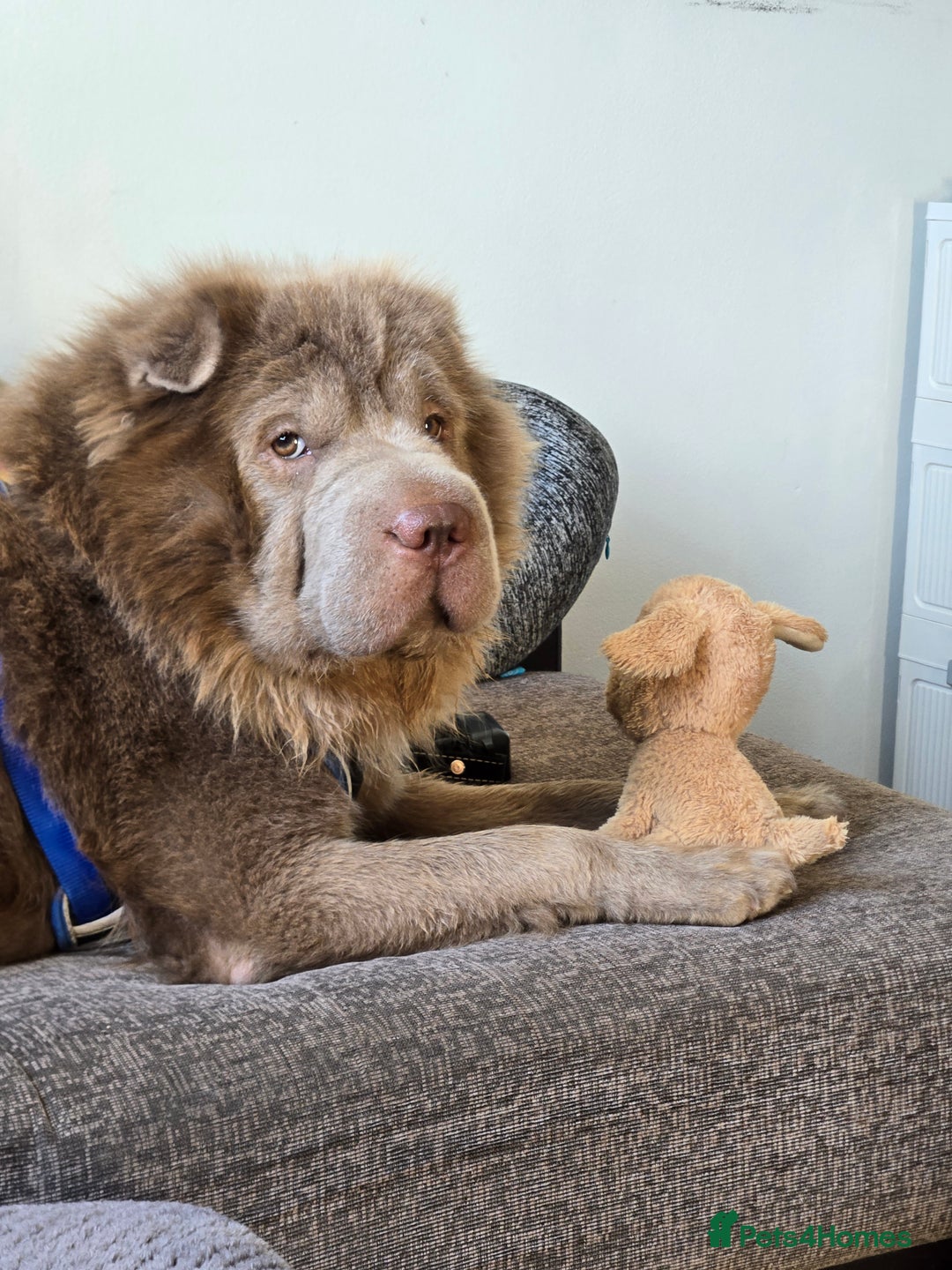 Shar Pei dogs for stud: Beautiful Bear Coat Shar Pei for stud🔥🔥🔥 - Advert 6