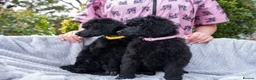 Standard Poodle dogs for sale: Seven Wonders of Standard Poodle Puppies - Advert 16