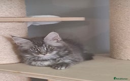 Maine Coon cats for sale: Xxl pure mainecoons  - Image 14