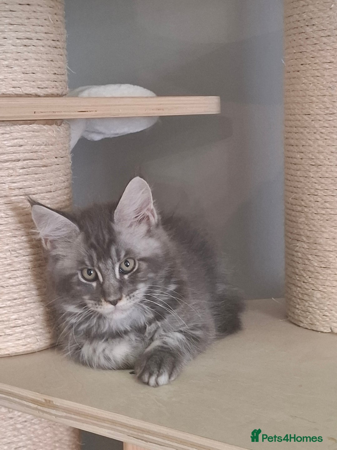 Maine Coon cats for sale: Xxl pure mainecoons  - Image 14