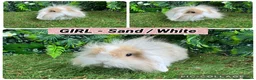 Mini Lop rabbits for sale: Superb mini lop baby rabbits  - Advert 4